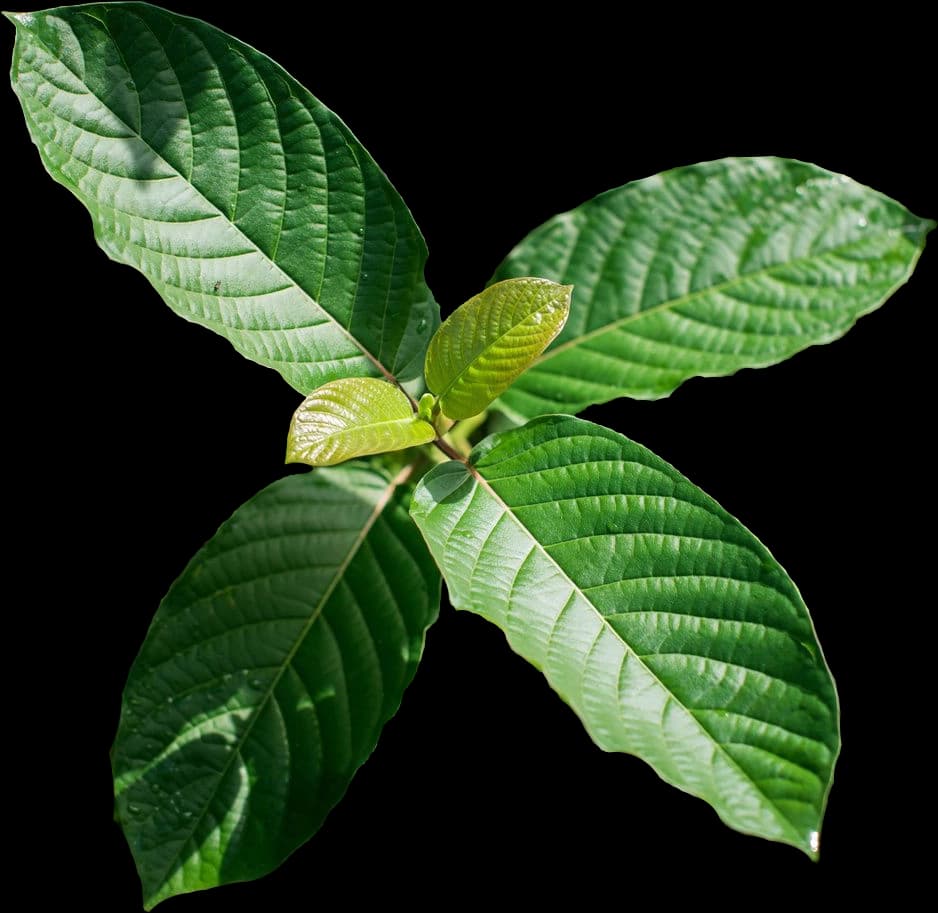 Leaves of the mitragyna speciosa tree, which kratom is derived from